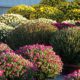 chrysanthemes la Plaine sur Mer Au Jardin des Rêves paysagiste proche Pornic