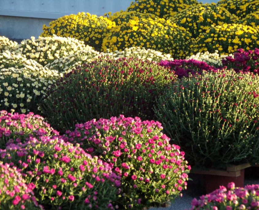 chrysanthemes la Plaine sur Mer Au Jardin des Rêves paysagiste proche Pornic