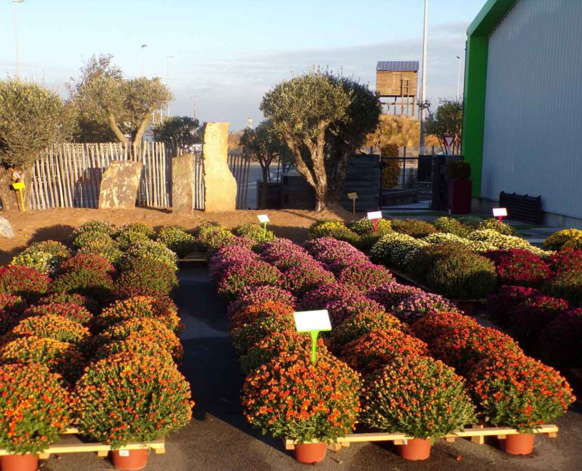 Chrysanthemes proche Pornic et Préfailles paysagiste au Jardin des Reves à la Plaine sur Mer