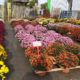 La Plaine sur Mer, fleurs pour la Toussaint