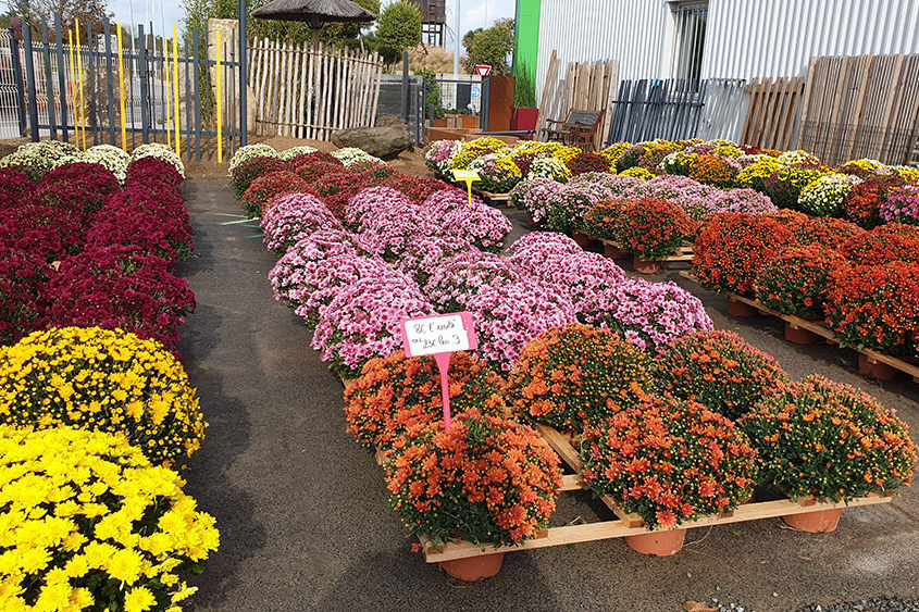 La Plaine sur Mer, fleurs pour la Toussaint