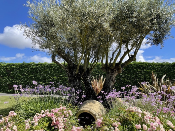 Massif olivier et plantes fleuries