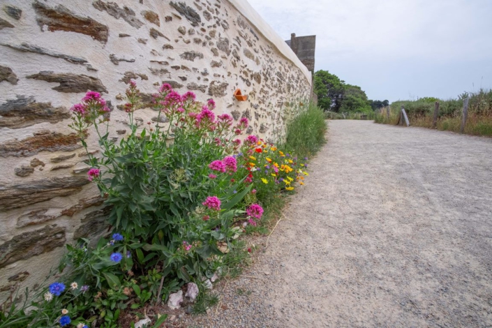 Plantation le long d'un mur en pierre pour habiller le bas du mur