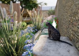 Aménagement extérieur pornic plan 3d point d'eau jardin bucolique et chat