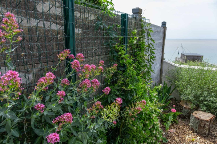 La plaine sur mer, support végétal plante grimpante Au Jardin des Rêves