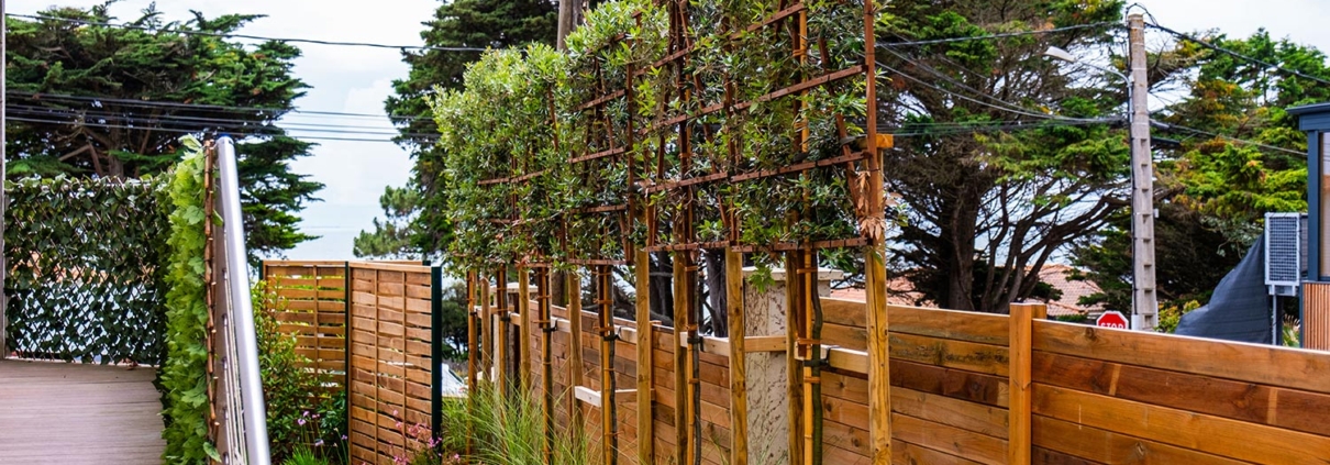 Pornic Brise-vue chêne vert palissé - Au Jardin des Rêves, creation et entretien de jardin de reve.