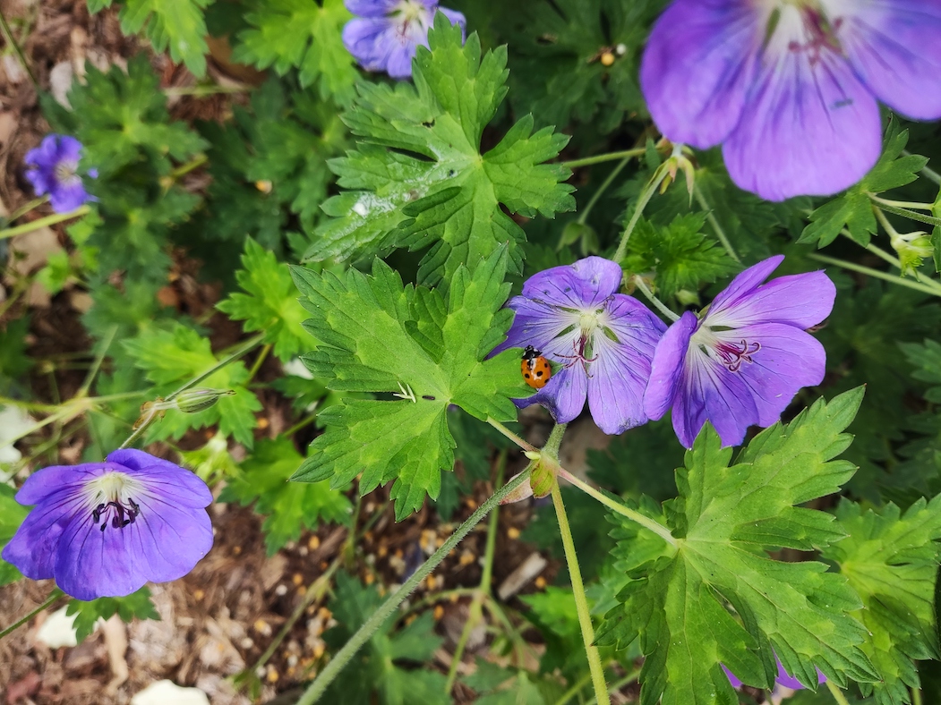 Plantes fleurs et coccinelle. Création de jardin de reve, par au jardin des reves, paysagiste la plaine sur mer, paysagiste Pornic.