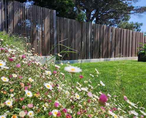 Erigerons. fleurs de jardin de massif. Création de jardin de reve, par au jardin des reves, paysagiste la plaine sur mer, paysagiste Pornic. saint brevin les pins, la bernerie, saint michel chef chef, préfailles.