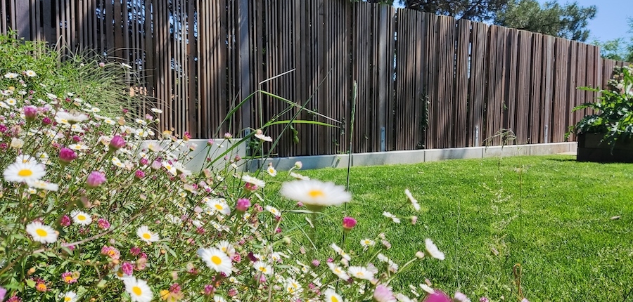 Erigerons. fleurs de jardin de massif. Création de jardin de reve, par au jardin des reves, paysagiste la plaine sur mer, paysagiste Pornic. saint brevin les pins, la bernerie, saint michel chef chef, préfailles.