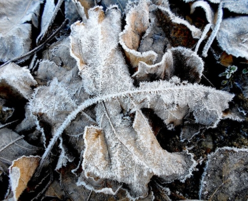 Feuille morte en hiver. Création de jardin de reve, par au jardin des reves, paysagiste la plaine sur mer, paysagiste Pornic. saint brevin les pins, la bernerie, saint michel chef chef, préfailles.
