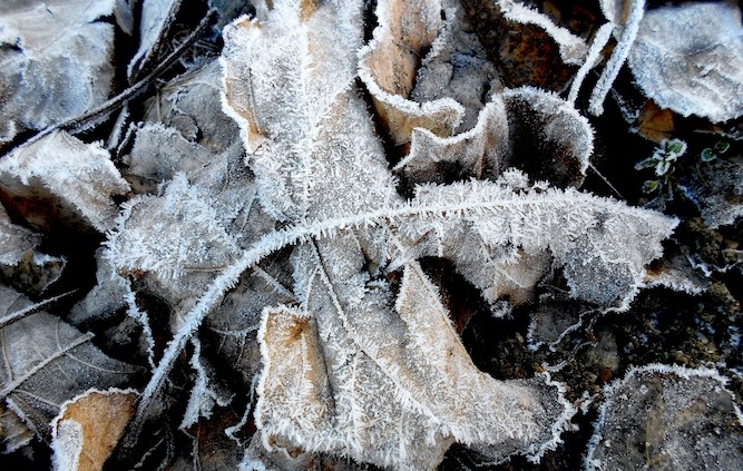 Feuille morte en hiver. Création de jardin de reve, par au jardin des reves, paysagiste la plaine sur mer, paysagiste Pornic. saint brevin les pins, la bernerie, saint michel chef chef, préfailles.