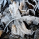 Feuille morte en hiver. Création de jardin de reve, par au jardin des reves, paysagiste la plaine sur mer, paysagiste Pornic. saint brevin les pins, la bernerie, saint michel chef chef, préfailles.
