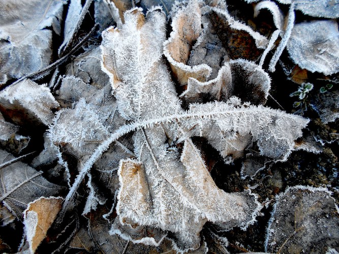 Feuille morte en hiver. Création de jardin de reve, par au jardin des reves, paysagiste la plaine sur mer, paysagiste Pornic. saint brevin les pins, la bernerie, saint michel chef chef, préfailles.