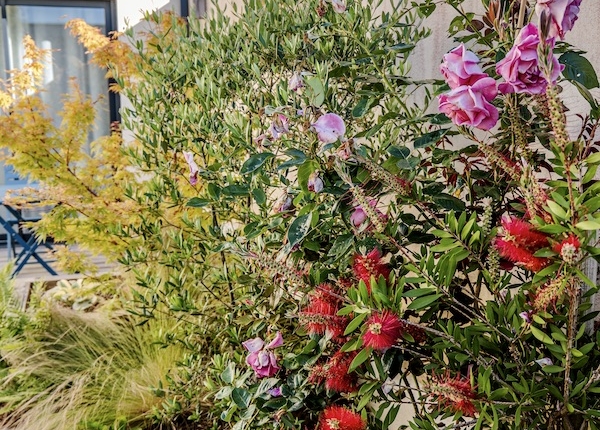 Massif fleuri. Création de jardin de reve, par au jardin des reves, paysagiste la plaine sur mer, paysagiste Pornic. saint brevin les pins, la bernerie, saint michel chef chef, préfailles.