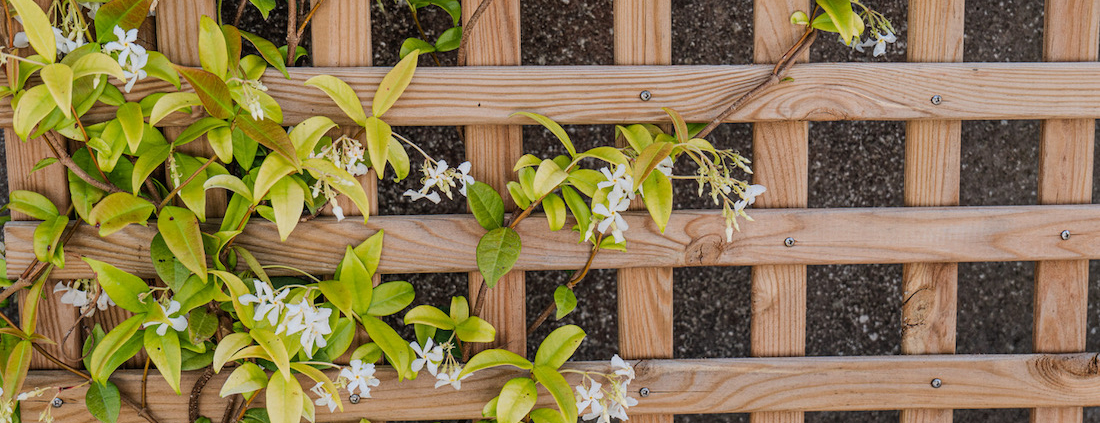 plantes grimpantes, dans un jardin de reve, crée par Au Jardin des reves, paysagiste pornic, paysagiste la plaine sur mer.