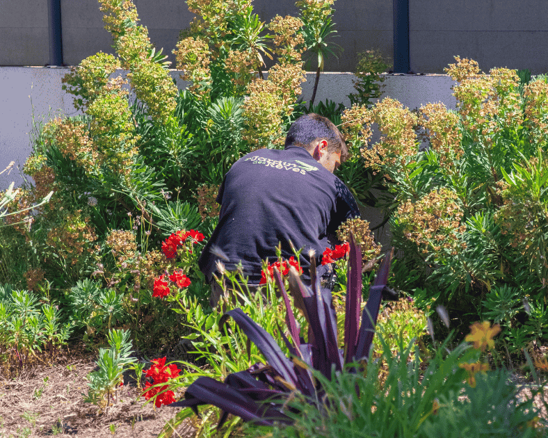 entretien de jardin de reve, par au jardin des reves, paysagiste la plaine sur mer, paysagiste Pornic.
