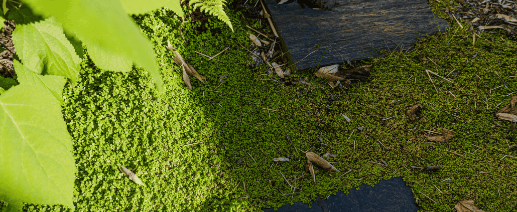 mousse et pas japonais au jardin des reves