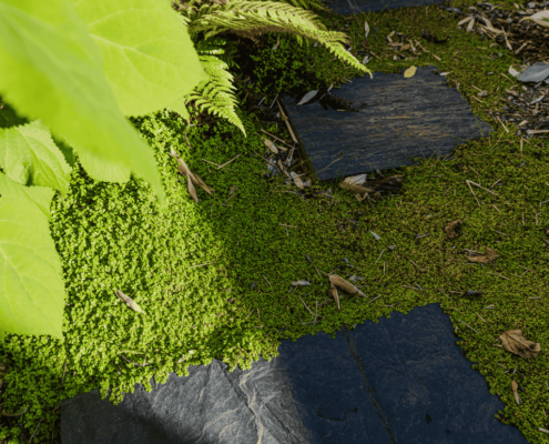 mousse et pas japonais au jardin des reves