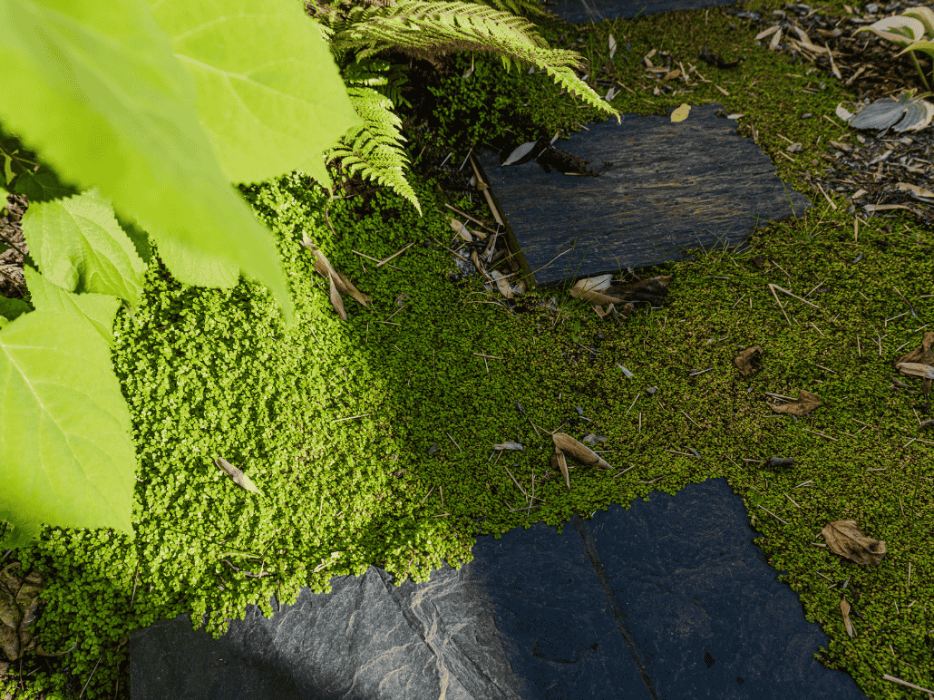 mousse et pas japonais au jardin des reves
