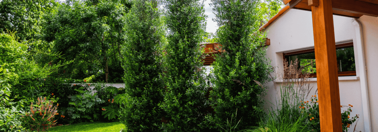 Cipressino arbre olivier brise vue, au jardin des reves paysagiste pornic