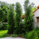 Cipressino arbre olivier brise vue, au jardin des reves paysagiste pornic
