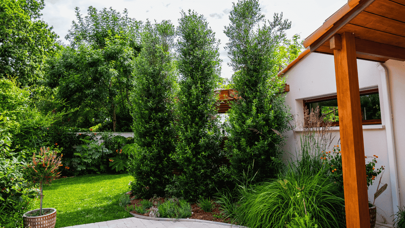 Cipressino arbre olivier brise vue, au jardin des reves paysagiste pornic