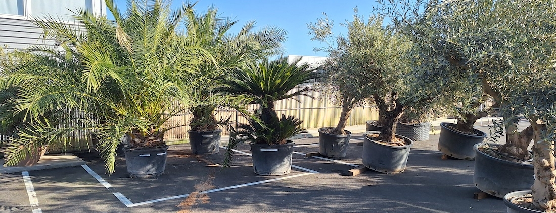 Showroom au jardin des reves rempli de nouveaux spécimen méditerranéens tels que des oliviers