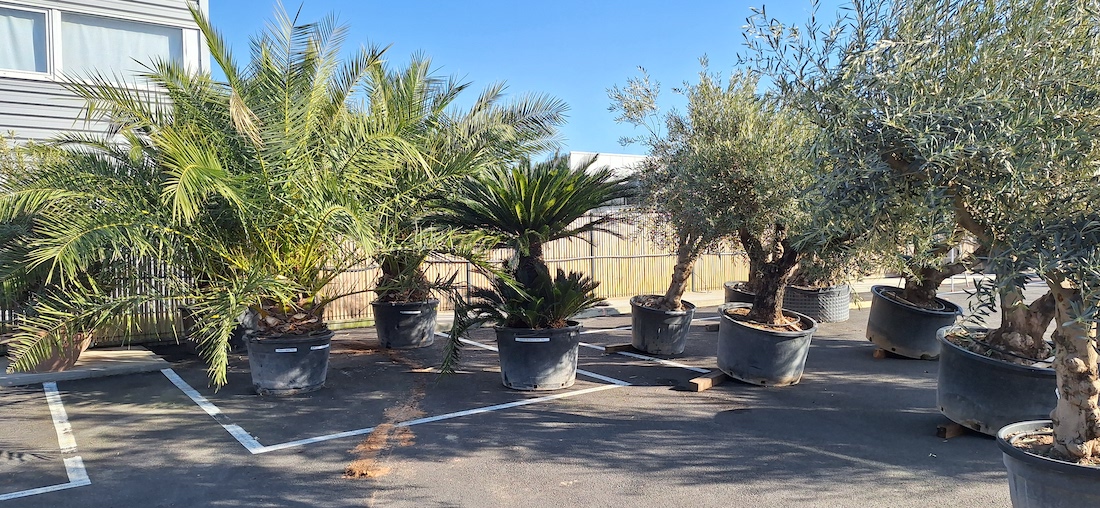 Showroom au jardin des reves rempli de nouveaux spécimen méditerranéens tels que des oliviers