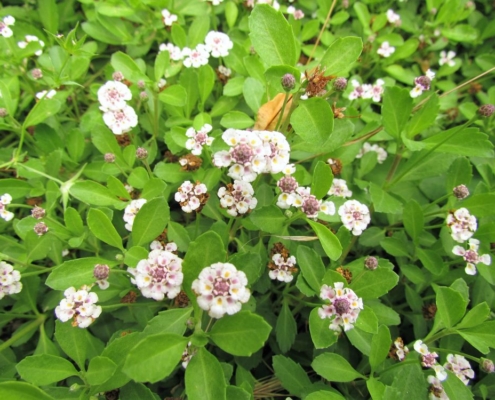 Lippia nodiflora au jardin des reves paysagiste pornic la plaine sur mer