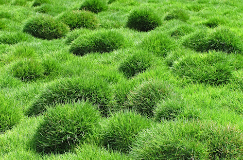 Zoysia tenuifolia plante couvre sol au jardin des reves paysagiste pornic