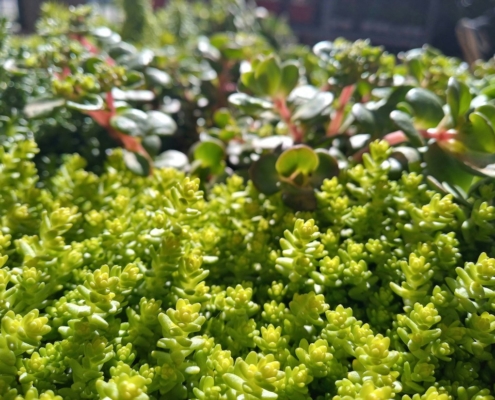 sedum plante couvre-sol paysagiste pornic
