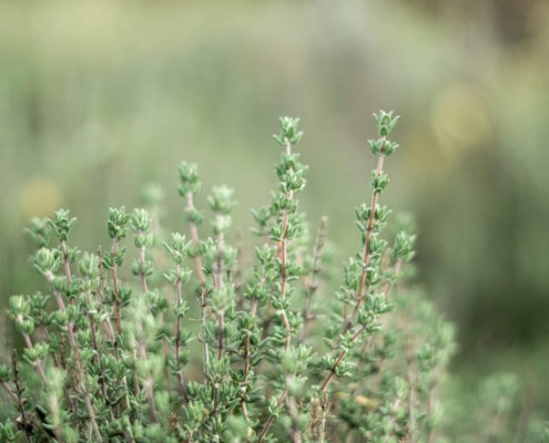thym plante couvre sol par au jardin des reves paysagiste pornic