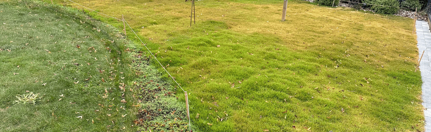 Transition du zoysia entre l'été et l'hiver