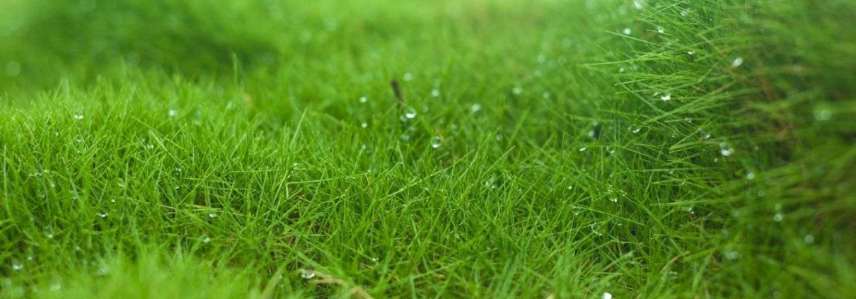 Zoysia, la meilleur alternative au gazon