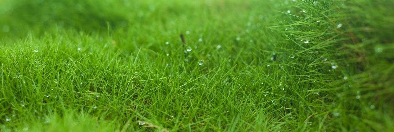 Zoysia, la meilleur alternative au gazon