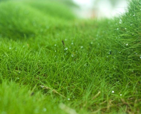 Zoysia, la meilleur alternative au gazon
