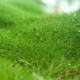 Zoysia, la meilleur alternative au gazon