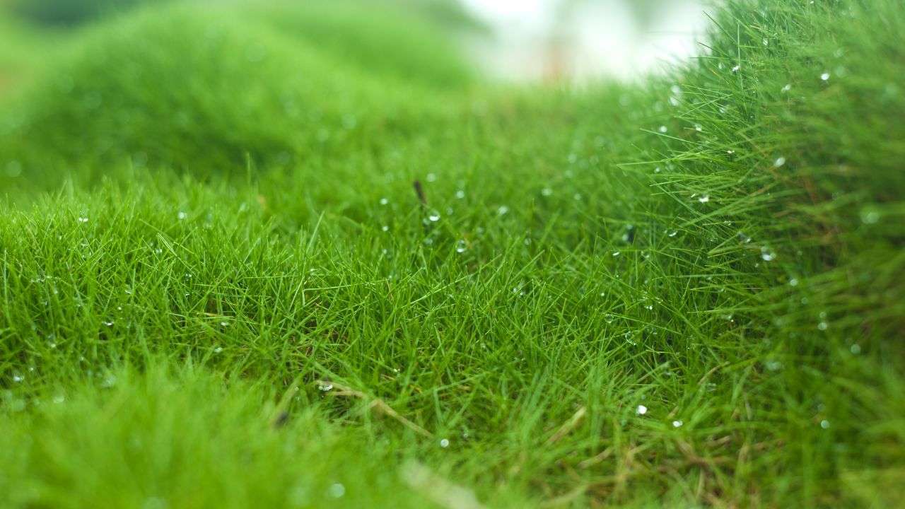 Zoysia, la meilleur alternative au gazon