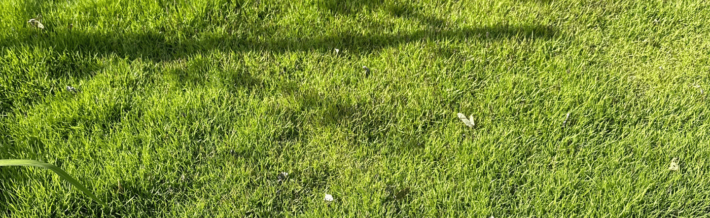 Zoysia vert en été