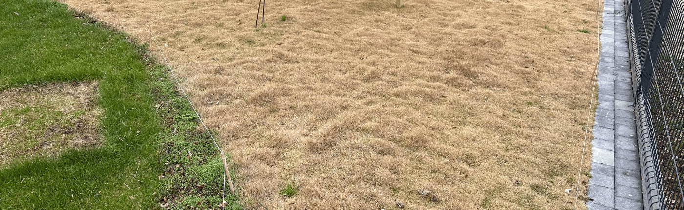 Zoysia Jaune en hivers