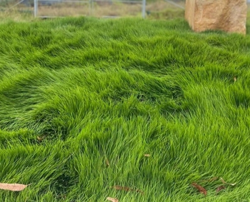 Zoysia la meilleur alternative au gazon par au jardin des reves Zoysia, la meilleur alternative au gazon