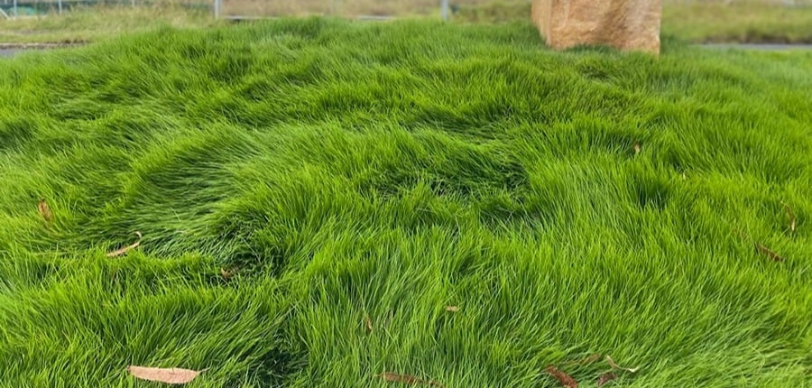Zoysia, la meilleur alternative au gazon