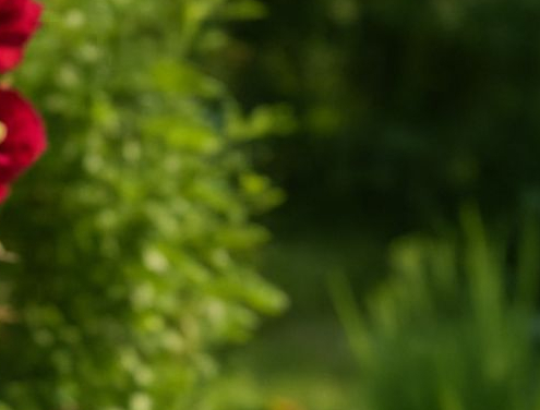 au jardin des rêves, paysagiste pornic