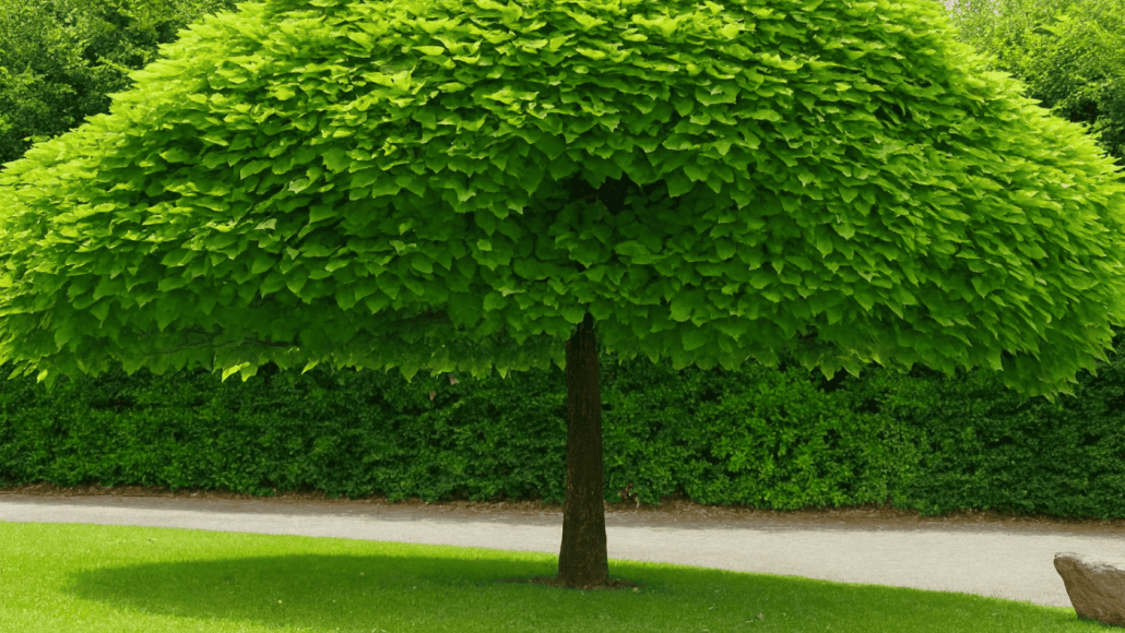 Arbre d’ombrage au feuillage dense – Au Jardin des Rêves à Pornic