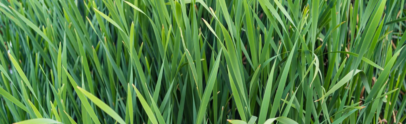 Gazon vert dense et résistant au vent et au sel – pelouse adaptée aux jardins en bord de mer par Au Jardin des Rêves à Pornic