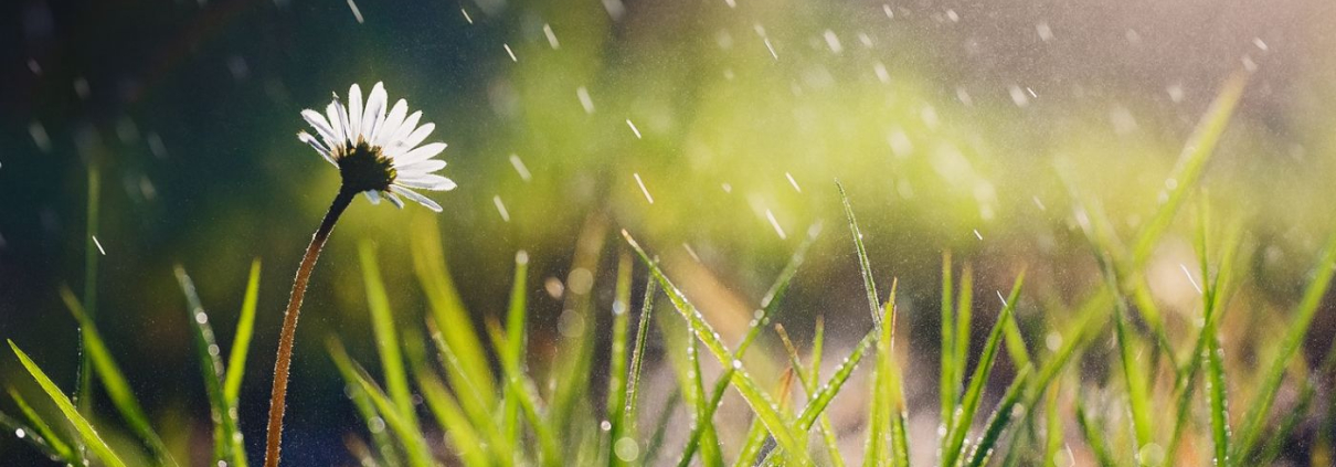 Fleur et herbe sous la pluie – symbole de résilience naturelle du jardin, Au Jardin des Rêves à Pornic