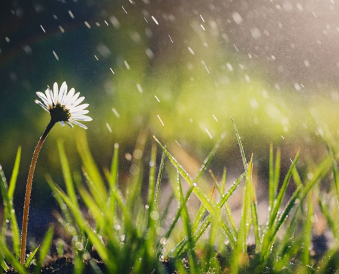Fleur et herbe sous la pluie – symbole de résilience naturelle du jardin, Au Jardin des Rêves à Pornic
