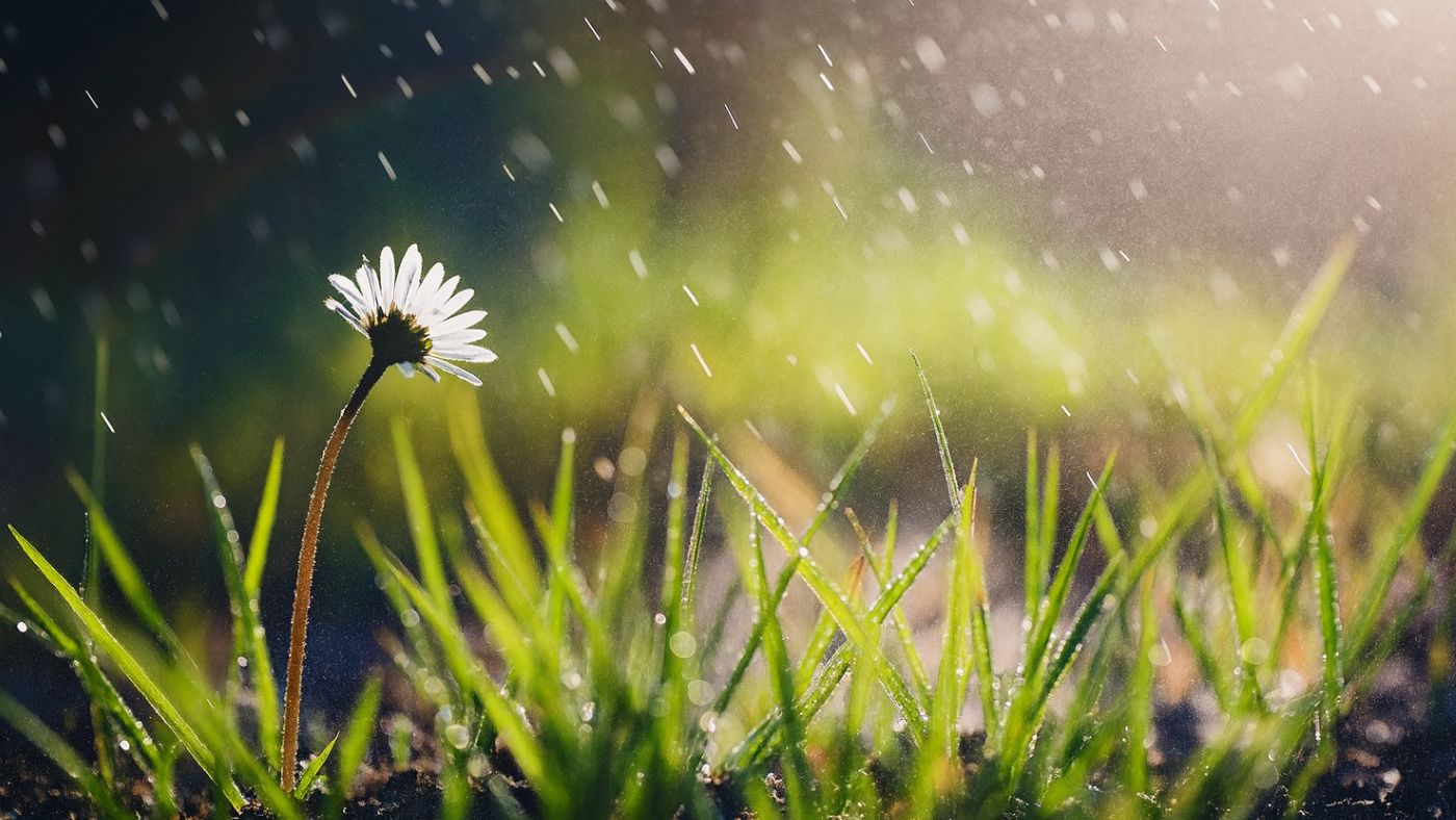 Fleur et herbe sous la pluie – symbole de résilience naturelle du jardin, Au Jardin des Rêves à Pornic