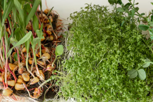 au jardin des rêves, paysagiste pornic