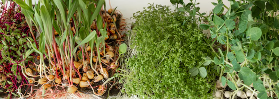 au jardin des rêves, paysagiste pornic